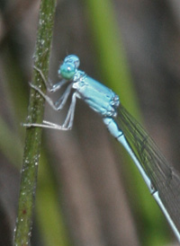 Attenuated Bluet